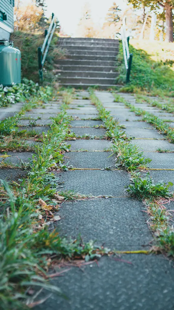 onkruid tussen tegels en oprit aanpakken