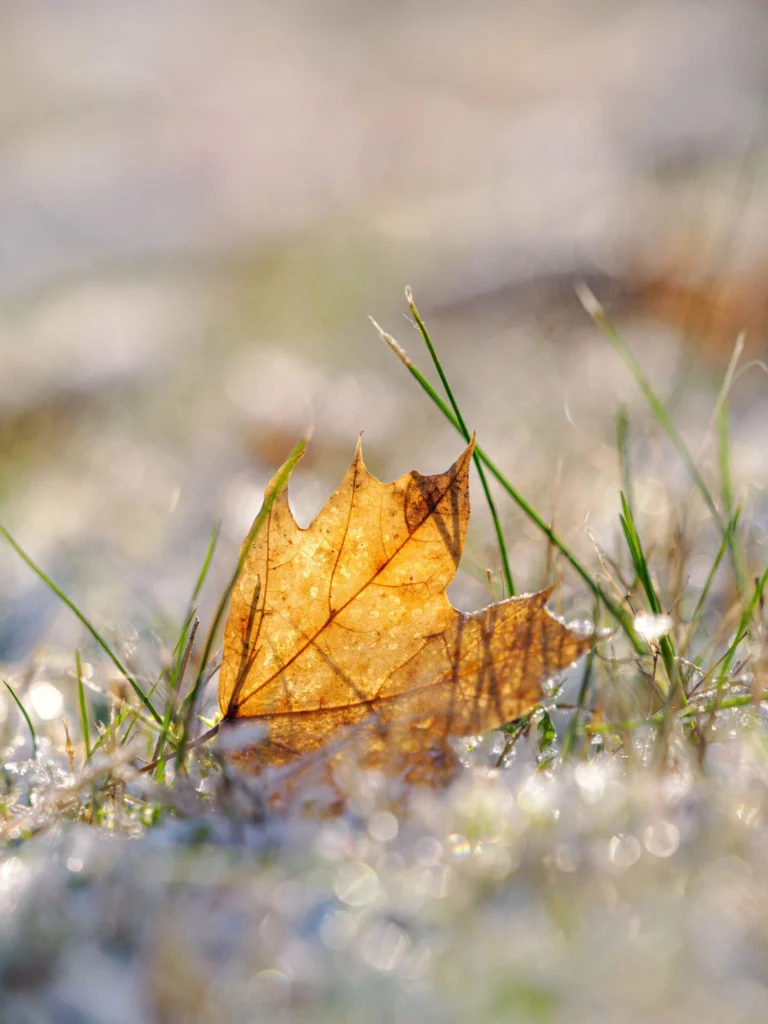 Blad in gazon met vorst
